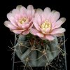 Gymnocalycium_heidiae_1